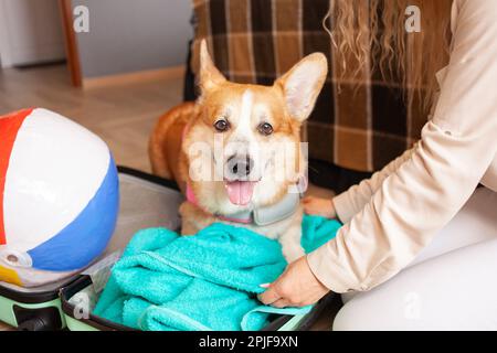 corgi-Hund liegt auf dem Koffer, Konzept bereitet sich auf die Reise vor, Sommerurlaub. Aufblasbarer Ball, sicherer Transport von Tieren. Schaut in die Kamera Stockfoto