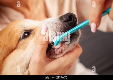 Eine Frau putzt Hundezähne mit einer Zahnbürste, kümmert sich um die Mundhöhle, kümmert sich um Haustiere, Liebe. Stockfoto