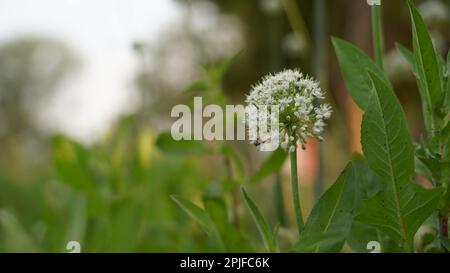 Blühender Zwiebelblumenkopf im Garten. Landwirtschaftlicher Hintergrund. Grüne Zwiebeln. Frühlingszwiebeln oder Sibies. Sommerszene auf dem Land. Weiße Blumen. Stockfoto