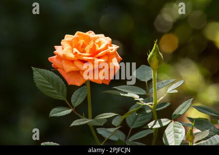 Orangefarbene Rose in einem Garten Stockfoto