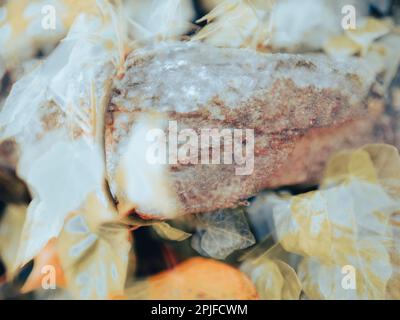 Ich wuchs auf der zerstörten Mauer, alte römische Stadt, Silchester, Reading, Berkshire, England, Großbritannien, GB. Stockfoto