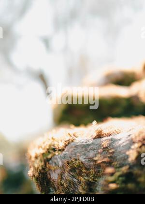 Lone Tree in Ancient Landscape, Ancient Roman City Walls, Silchester, Hampshire, England, Großbritannien, GB Stockfoto