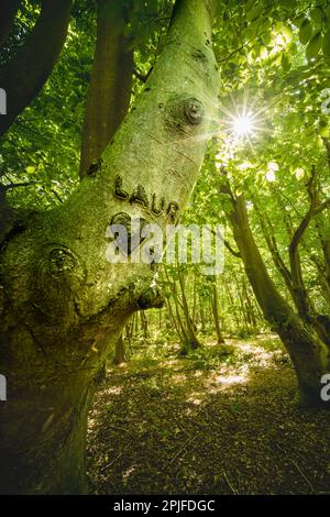 Waldlandschaft an der Küste mit knutschigen Bäumen in der Nähe von Domburg in Zeeland, einer Provinz in den Niederlanden im Sommer Stockfoto