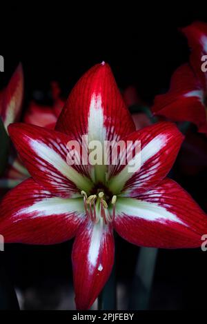 Eine rote Amaryllis-Blume mit weißen Streifen und einem roten Stern in der Mitte. Stockfoto