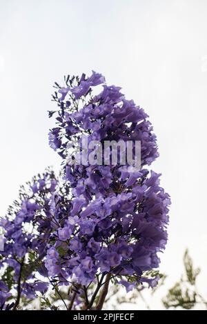 Eine Nahaufnahme einer lila Blume Stockfoto