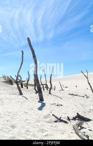 Toter Wald auf der Lacka-Düne im Slowiński-Nationalpark, Leba, Polen. Wanderung durch Sanddünen, die den Wald absorbieren. Sonniger Sommertag, Sand und blaue Stange Stockfoto