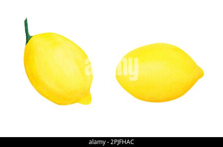 Aquarell botanische Darstellung von Zitronenfrüchten auf weißem Hintergrund. Illustration für Design, Grußkarten, Einladung, Druck, Texturen. Stockfoto
