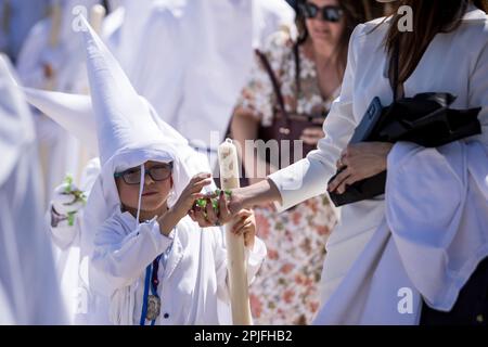 Sevilla, Spanien. 2. April 2023. Ein junger Mitleid der Bruderschaft namens „La Paz“ schenkt Süßigkeiten während der Parade zur Kathedrale von Sevilla am Palmensonntag, „Domingo de Ramos“ auf Spanisch (Kreditbild: © Daniel Gonzalez Acuna/ZUMA Press Wire), NUR REDAKTIONELLE VERWENDUNG! Nicht für den kommerziellen GEBRAUCH! Stockfoto