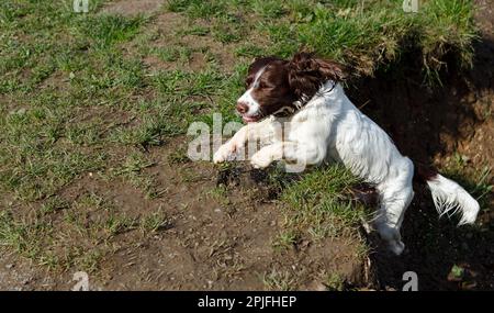 Englischer Springer Spaniel springt über den Flussufer, Curden Park Preston, Lancashire Stockfoto