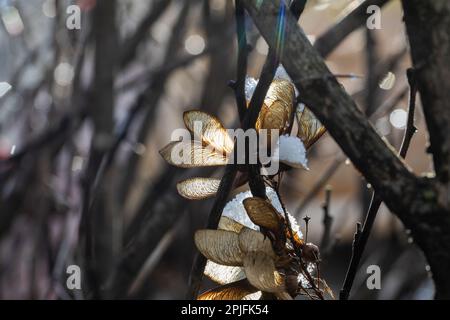 Ahornsamen auf einem Baum an einem sonnigen Wintertag. Ahornblätter mit Sonnenlicht, das auf den Kopf gestellt wird. Aschenapfel-Helikoptersaat in frühen Frühjahrsgebieten Stockfoto