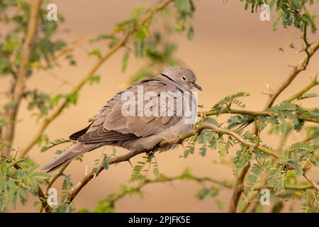 Eurasische Halsentaube (Streptopelia decaocto) in der Nähe von Nalsarovar in Gujarat, Indien Stockfoto