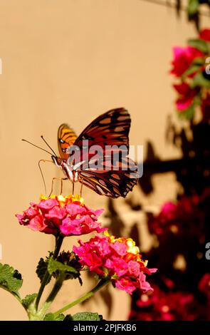 Ein Monarch-Schmetterling sitzt und schlürft Nektar aus der Blüte. Stockfoto