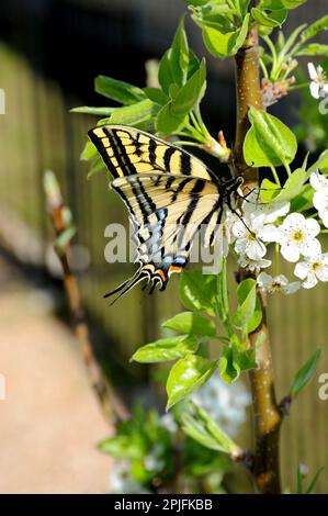 Ein Schmetterling sitzt auf dem Zweig eines Baumes, der blüht, während er Nektar sucht. Stockfoto