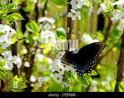 Ein seltener schwarzer, blauer Monarch-Schmetterling sitzt auf einer Gruppe blühender Birnenblüten. Stockfoto