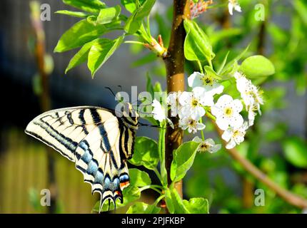 Ein Schwalbenschwanz-Schmetterling ruht auf einem Haufen Birnenblumen und versucht, Nektar zu schlucken. Stockfoto