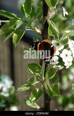 Dieser atemberaubende Admiral-Schmetterling befindet sich in der weißen Zierbirnenblume. Stockfoto