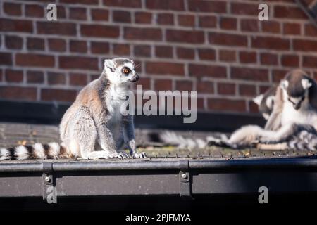 Ein Porträt eines Ringschwanzlemuren, der am Rand eines Dachs neben der Gosse sitzt. Hinten sind noch mehr von demselben Säugetier. Stockfoto