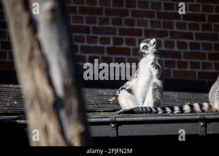 Ein lustiges horizontales Nahporträt eines Zen-Meister-Ringschwanzlemurus. Sieht aus, als ob das Säugetier in der Sonne auf einem Dach meditiert. Stockfoto