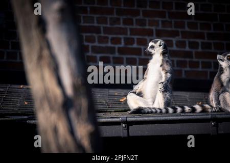 Ein lustiges horizontales Porträt eines Zen-Meister-Schwanzlemurus. Sieht aus, als ob das Säugetier in der Sonne auf einem Dach meditiert. Stockfoto