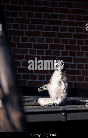 Ein lustiges vertikales Porträt eines Zen-Meister-Schwanzlemurus. Sieht aus, als ob das Säugetier in der Sonne auf einem Dach meditiert. Stockfoto