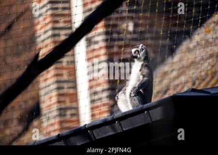 Ein lustiges Seitenbild eines Ringschwanzlemurus, der am Rand eines Dachs in der Gosse sitzt. Sieht aus, als ob das Säugetier im warmen Su meditiert Stockfoto