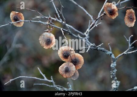 Schließung von Zweigen und Trockenfrüchten von Jerusalandorn (Paliurus spina-christi) im Herbst. Horizontales Bild mit selektivem Fokus und unscharfem Hintergrund Stockfoto