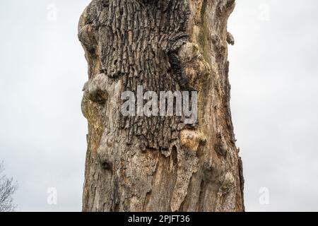 Die Rinde klammert sich an den verrotteten alten, toten Baumstamm Stockfoto