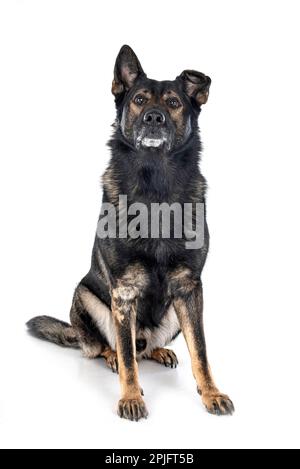 Schäferhund vor weißem Hintergrund Stockfoto