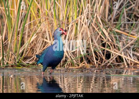 Grauköpfchen-Sumpf (Porphyrio poliocephalus) in Nalsarovar in Gujarat, Indien Stockfoto