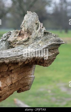 Hässliche verrottende Baumstümpfe Natur künstlerische Berührung Stockfoto