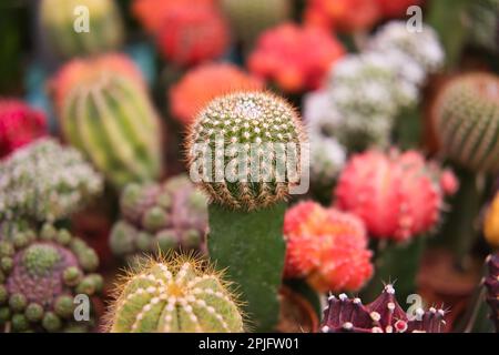 Veredelter Kaktus gymnocalycium in Kaktiapflanzenlager. Mini-Mondkaktus im Topf zwischen verschiedenen wunderschönen bunten Kakteen. Stockfoto