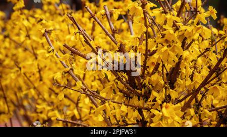 Forsythia-Busch-Nahaufnahme. Im Frühling blühen leuchtend gelbe Blüten Stockfoto