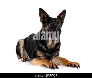 Junger deutscher Schäferhund vor weißem Hintergrund Stockfoto