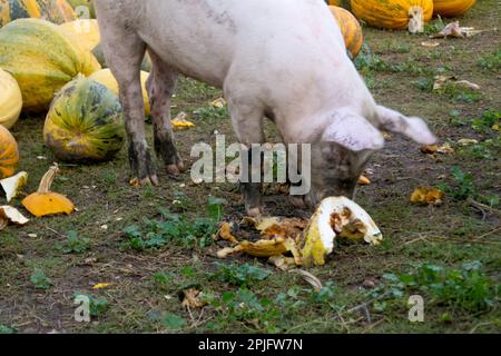 Schweine, die auf einer Wiese in einem Bio-Fleischbetrieb fressen. Unschärfe-Schwein auf dem Bauernhof, das Kürbisse isst. Glückliche Schweine auf der Schweinefarm. Ferkel. Unscharf. Stockfoto