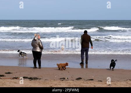 Dunbar, Schottland, Großbritannien. 2. April 2023 Menschen, die das sonnige, aber trügerisch kalte Wetter entlang der östlichen Lothian Küste in Belhaven Bay genießen. Temperatur um 5C Grad in der Brise. Mit den Hunden am Strand spazieren gehen. Kredit: Craig Brown/Alamy Live News Stockfoto