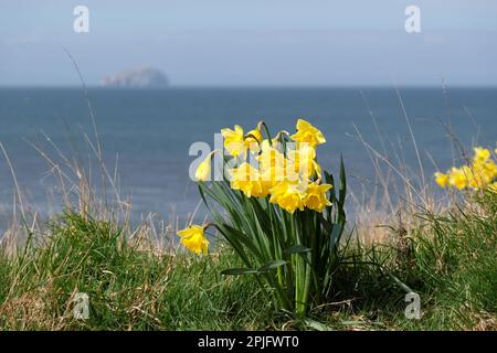 Dunbar, Schottland, Großbritannien. 2. April 2023 Sonniges, aber trügerisch kaltes Wetter entlang der östlichen Lothian Küste in Belhaven Bay. Temperatur um 5C Grad in der Brise. Frühling von Narzissen und Blick über die vierte Mündung in Richtung Bass Rock. Kredit: Craig Brown/Alamy Live News Stockfoto