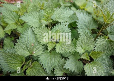 Natürliche Nahaufnahme auf dem aufstrebenden grünen Laub der gewöhnlichen Verbrennung oder Stechen Nesseln Urtica diocia Stockfoto