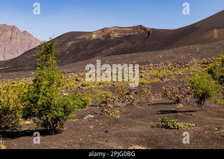 Ein sekundärer Krater mit Lavafeldern und Gräsern am Hang des Pico do Fogo auf Fogo Island, Kap Verde Inseln Stockfoto