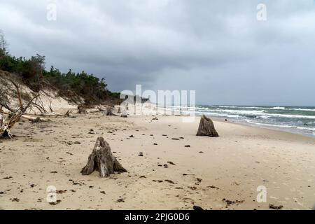 Holzstämme von 3000-jährigen Bäumen, die durch die Erosion des Meeres im Slowinski-Nationalpark, Leba, Polen, gefährdet sind. Ostsee, versunkener Wald bei Czolpino, Stockfoto