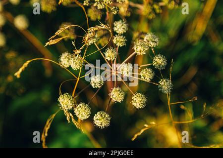 Nahaufnahme der blühenden cicuta virosa, der Kuhbane oder nördlicher Schierling – giftige Wildpflanze, die im Wald wächst. Weiße Blumen im Sonnenlicht. Stockfoto