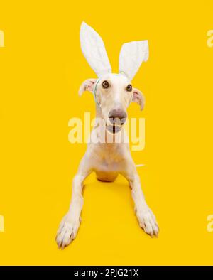 Fröhlicher spanischer Windhund-Hund zu ostern, der Hasenohren trägt. Isoliert auf gelbem Backgorund Stockfoto
