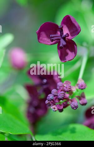 Blumen auf einer Schokoladenrebe, akebia quinata, eine Kletterpflanze, die schattig tanzt. Anna Watson/Alamy Stockfoto