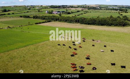 Eine Kuhherde auf einem eingezäunten Feld, warmes Sommerwetter. Grüne Felder, Draufsicht. Malerische landwirtschaftliche Landschaft. Grünes Grasfeld Stockfoto