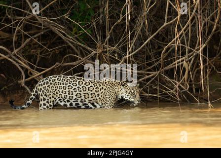 Nahaufnahme eines Jaguar, der in einem Fluss in Pantanal, Brasilien jagt. Stockfoto