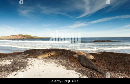 Gruppe von südlichen Elefantenrobben, die an einem Sandstrand auf den Falklandinseln liegen. Stockfoto