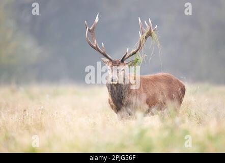 Rotwild-Hirsch mit Gras auf Geweih während der Rutsche im Herbst, Großbritannien. Stockfoto