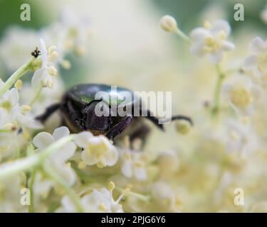 Nahaufnahme des europäischen Rosenscheuers auf Holunderblüte, Cetonia aurata Stockfoto