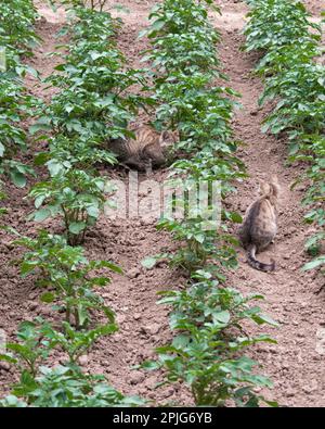 Junge Kartoffelpflanzen, die im Garten wachsen. Solanum tuberosum Stockfoto