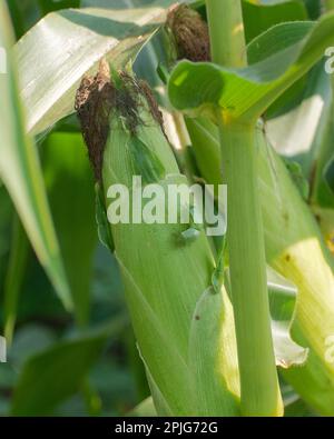 Südgrüne Stinkkäfer ernähren sich, indem sie Säfte aus den Körnern von Zuckermais saugen. Zea mays convar. Saccharata var. Rugosa, Nezara viridula Stockfoto