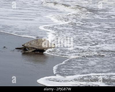 Meeresschildkröte der Oliven Ridley (Lepidochelys olivacea), die nach dem Legen von Eiern in Playa Ostional, Costa Rica, in den Pazifischen Ozean gelangt. Stockfoto